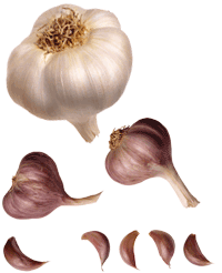 glossary_g/VEG-garlic.gif