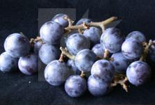 glossary_g/fruit-grapes_blackconcorde.jpg