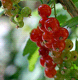 glossary_g/fruit-grosella_redcurrant.GIF