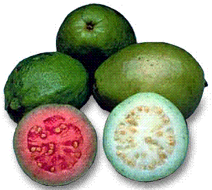 glossary_g/fruit-guava.GIF