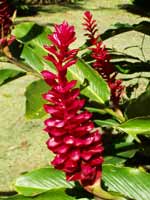 glossary_g/veg-ginger-flower.jpg