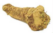 glossary_h/veg-horseradish.jpg