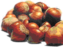 glossary_h/fruit-hazelnut.GIF