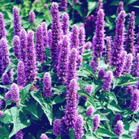 glossary_h/herb-Hyssop.jpg