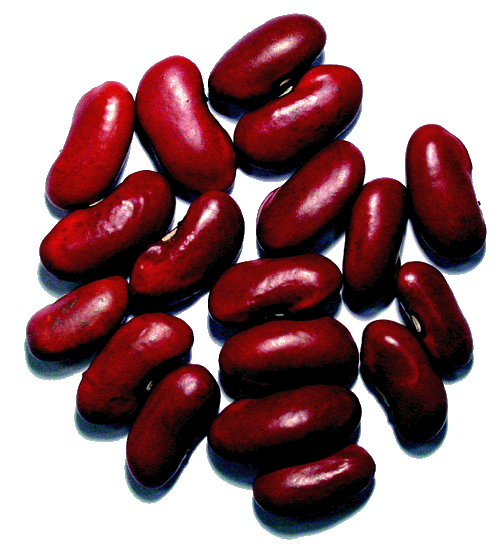 glossary_h/legumes_haricots_rouges.gif