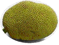 glossary_j/fruit-jackfruit.GIF