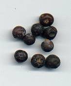 glossary_j/herb-juniper.jpg