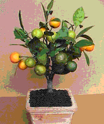 glossary_k/fruit-kumquat.GIF