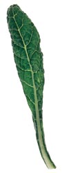 glossary_k/lettuce-DinoKale.jpg