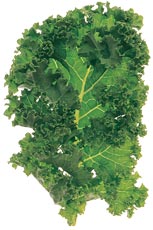 glossary_k/lettuce-GreenCurlyKale.jpg