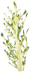 glossary_k/lettuce-WhitePeacockKale.jpg