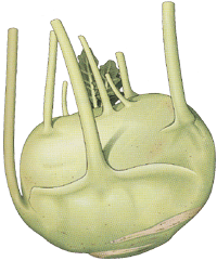 glossary_k/veg-kohlrabi.gif