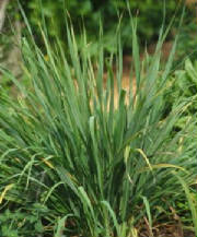 glossary_l/herb-lemon_grass.jpg