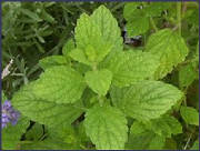 glossary_l/herb-lemonbalm.jpg