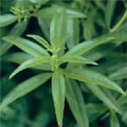 glossary_l/herb-lemonverbena.jpg