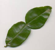 glossary_l/herb-limeleaf.jpg