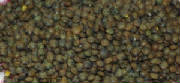 glossary_l/legumes_lentilles_vertes.jpg