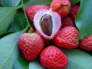 glossary_l/fruit-lichee.GIF