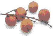 glossary_l/fruit-longan.GIF