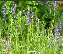 glossary_l/herb-lavender.jpg