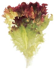 glossary_l/lettuce-LollaRosa.jpg