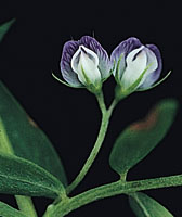 glossary_l/seed-Lentil-flower.jpg