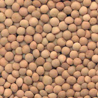 glossary_l/seed-Lentil-seeds.jpg