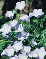 glossary_l/seed-Linseed-flower.jpg