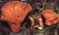 glossary_l/veg-mushroom-lobster.jpg