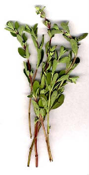 glossary_m/herb-marjoram_dry.jpg