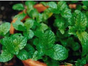 glossary_m/herb-mint.jpg