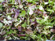 glossary_m/lettuce-mesclun.jpg