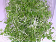 glossary_m/lettuce-mizuna-micro.jpg