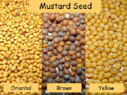 glossary_m/seed-mustard.jpg