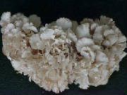 glossary_m/vvveg-mushroom-Maitake.jpg