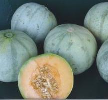 glossary_m/fruit-melon_charentais.jpg