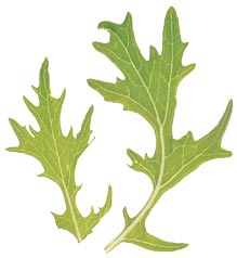 glossary_m/lettuce-Mizuna.jpg