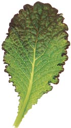 glossary_m/lettuce-Mustard_red.jpg