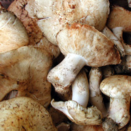 glossary_m/veg-mushroom-matsutake.jpg
