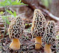 glossary_m/veg-mushroom-morel.jpg