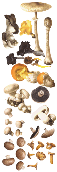 glossary_m/veg-mushrooms.gif