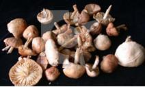 glossary_m/vvveg-mushroom-Mousseron.jpg