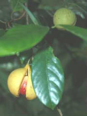 glossary_n/herb-nutmeg_in-mace_fresh.jpg