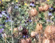 glossary_n/hherb-nigella.jpg