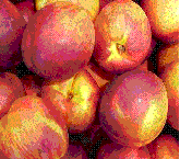 glossary_n/fruit-nectarine.GIF