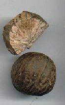 glossary_n/herb-nutmeg.jpg