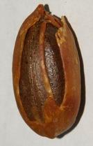 glossary_n/herb-nutmeg_in-mace.jpg