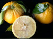 glossary_o/fruit-orange_bergamotte.jpg
