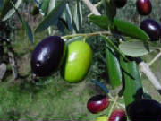 glossary_o/herb-olive.jpg