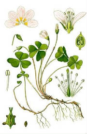 glossary_o/legume_oxalis_petite_oseille.jpg